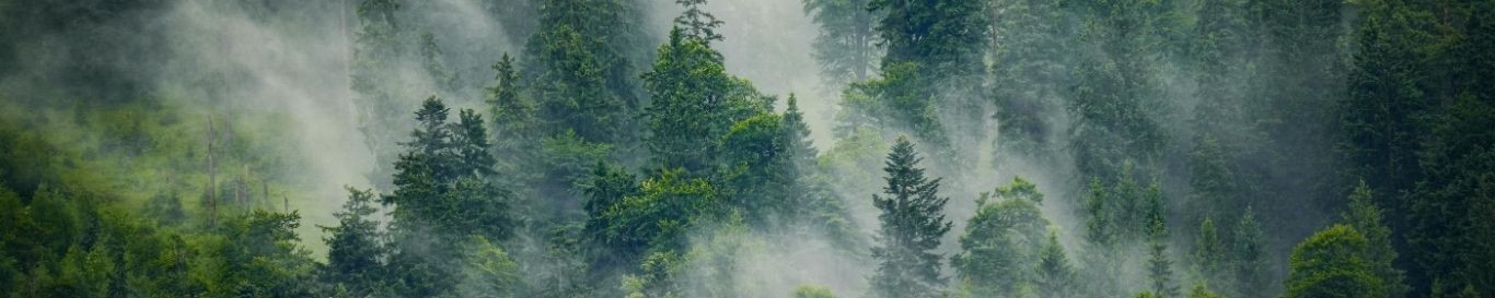 Forest canopy