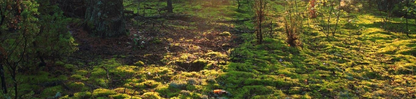Peaceful outdoor CYLM setting