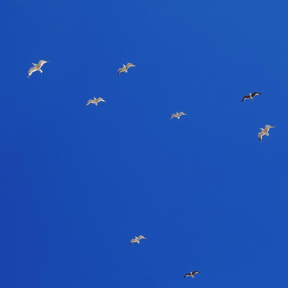 Gulls against a deep blue sky