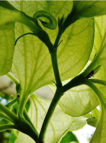 Backlit green leaves