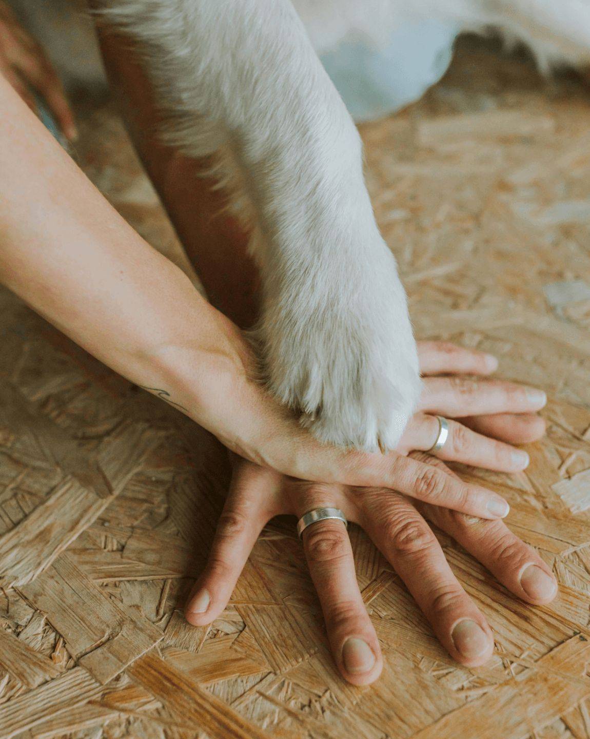 Woof-Fit dog-human workout