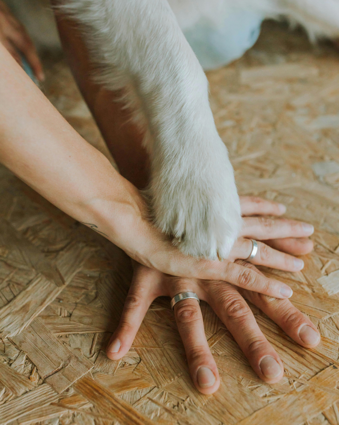 Woof-Fit dog-human workout