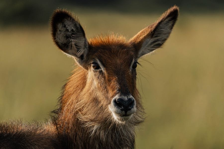 Mara River, Kenya