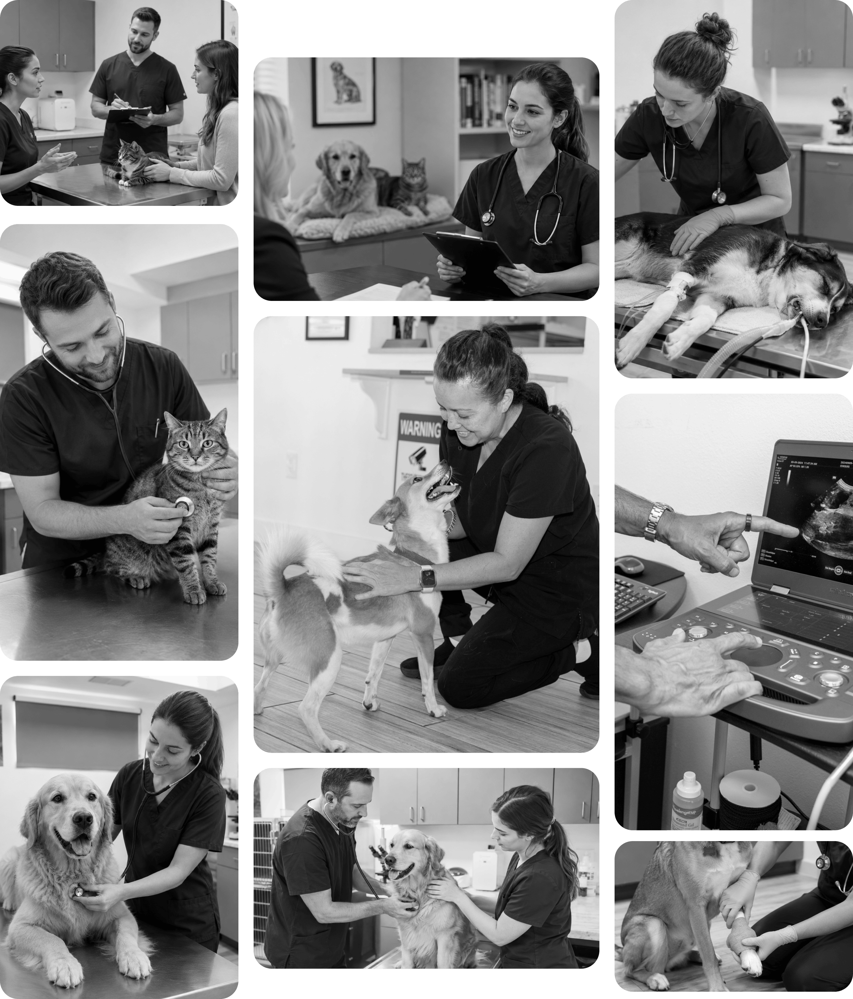 Veterinary professional training — Dr. Juan Casillas