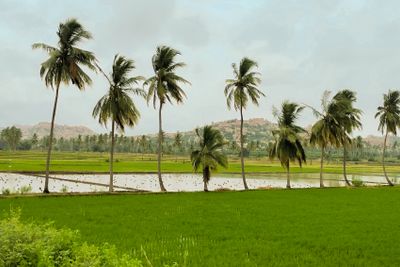 Palm trees and green fields in India