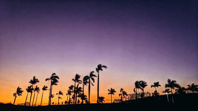 Palm trees silhouetted at sunset in Andalucia
