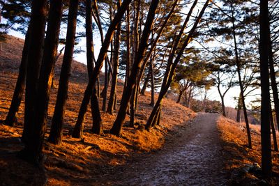 Path through a sunlit forest