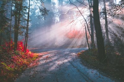 Sunlit path through trees