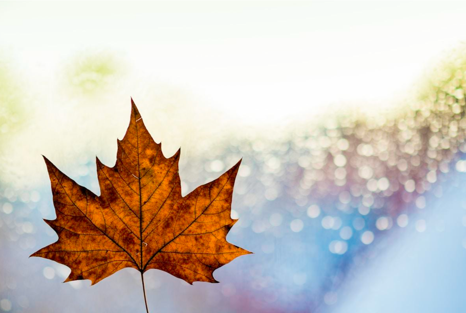 Close-up of a brown maple leaf against a bright bokeh background with soft pastel colors, conveying a serene autumn mood.