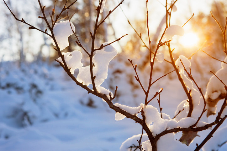 winter sunlight