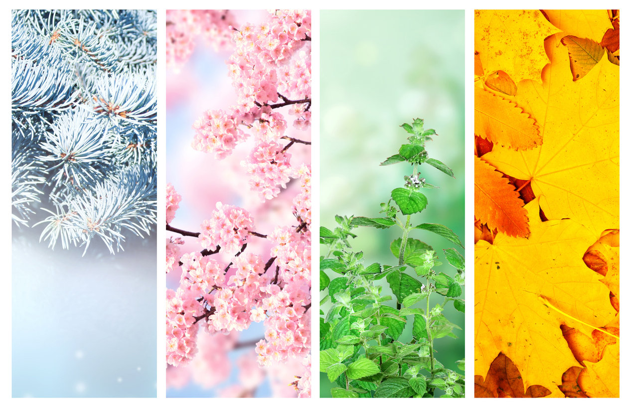 Four vertical panels: snowy pine, pink cherry blossoms, green mint plant, and yellow autumn leaves, each depicting a different season.
