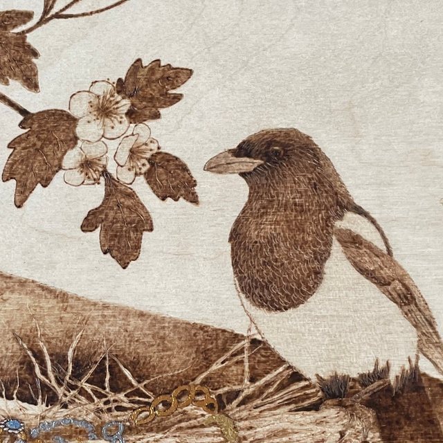 Smooth, even shading on a magpie