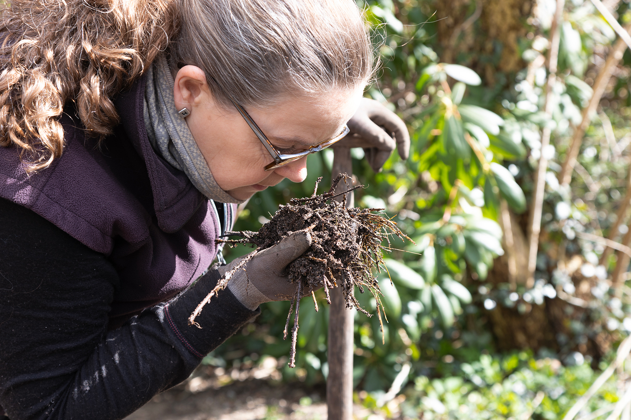 Person examining soil with roots and organic matter in gloved hands in garden setting.
