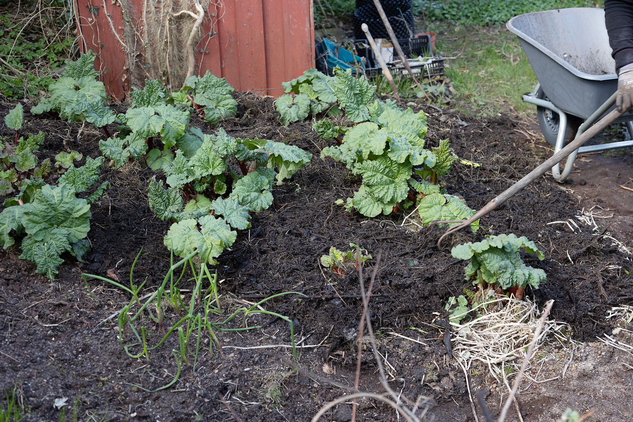 Personen legger grunnjord rundt grønne planter i hagen ved siden av en grå trillebår.