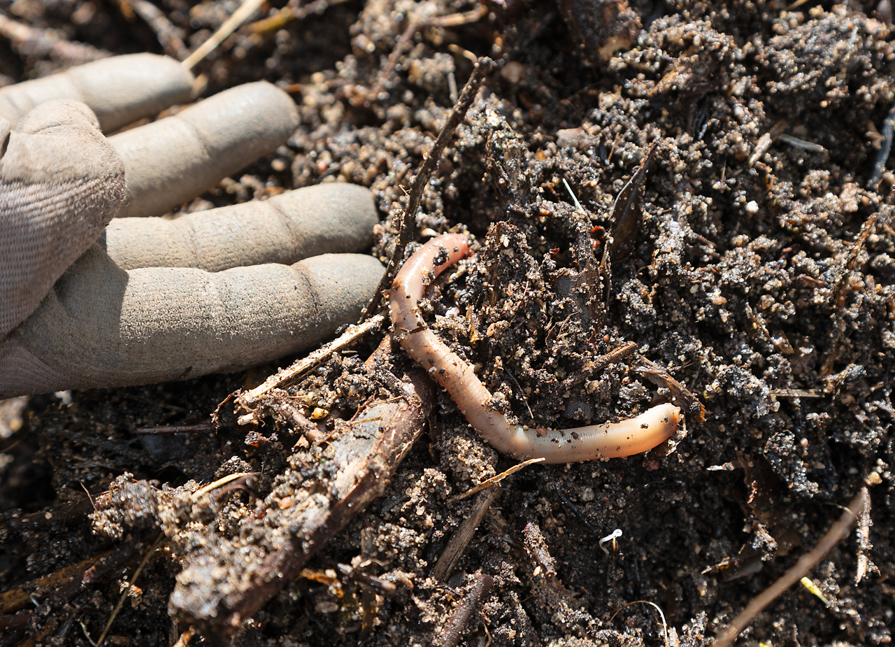 Handskeclad hand holding earthworm over compost soil with organic matter