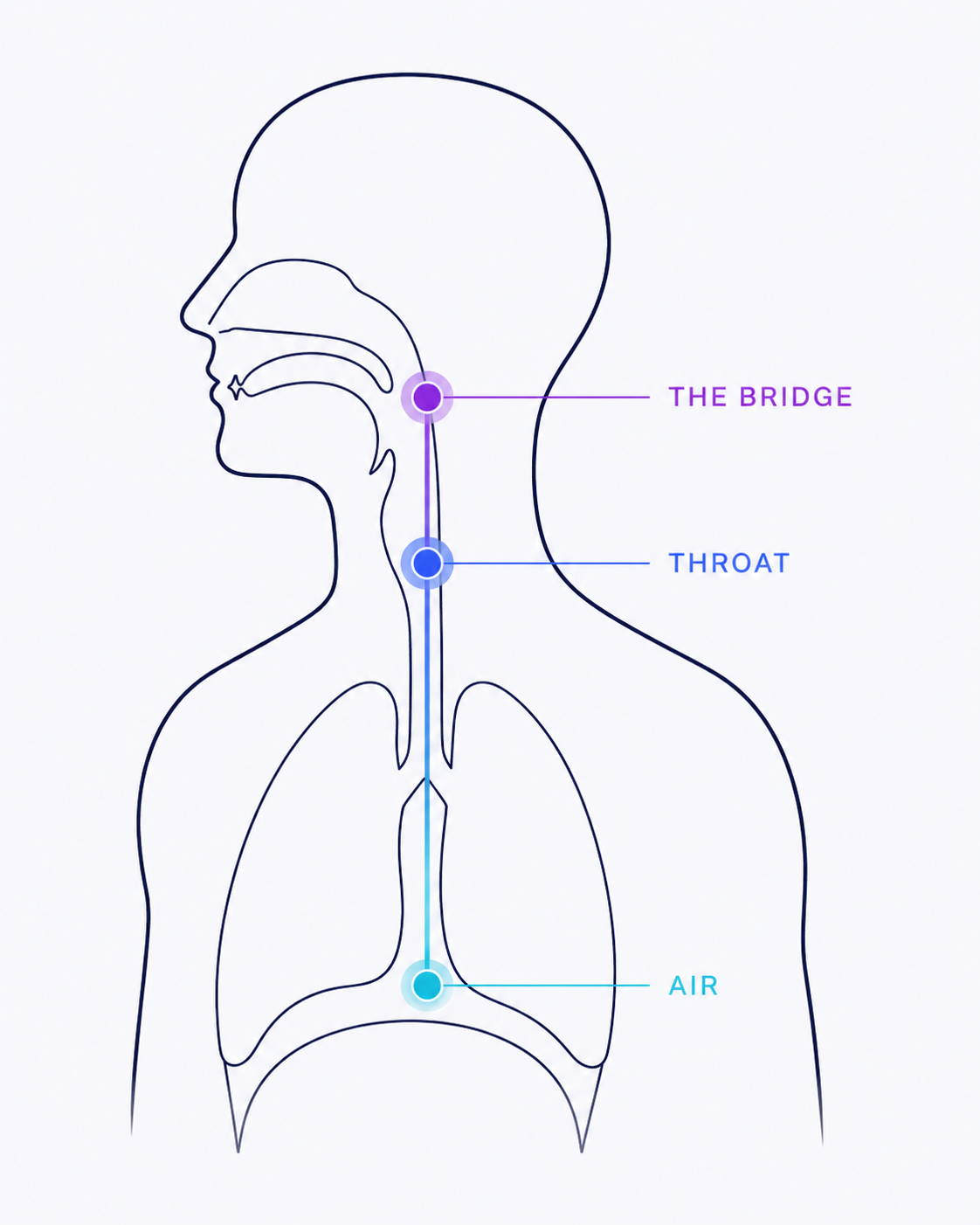 Diagram of the three vocal coordination points: air, throat, and the bridge