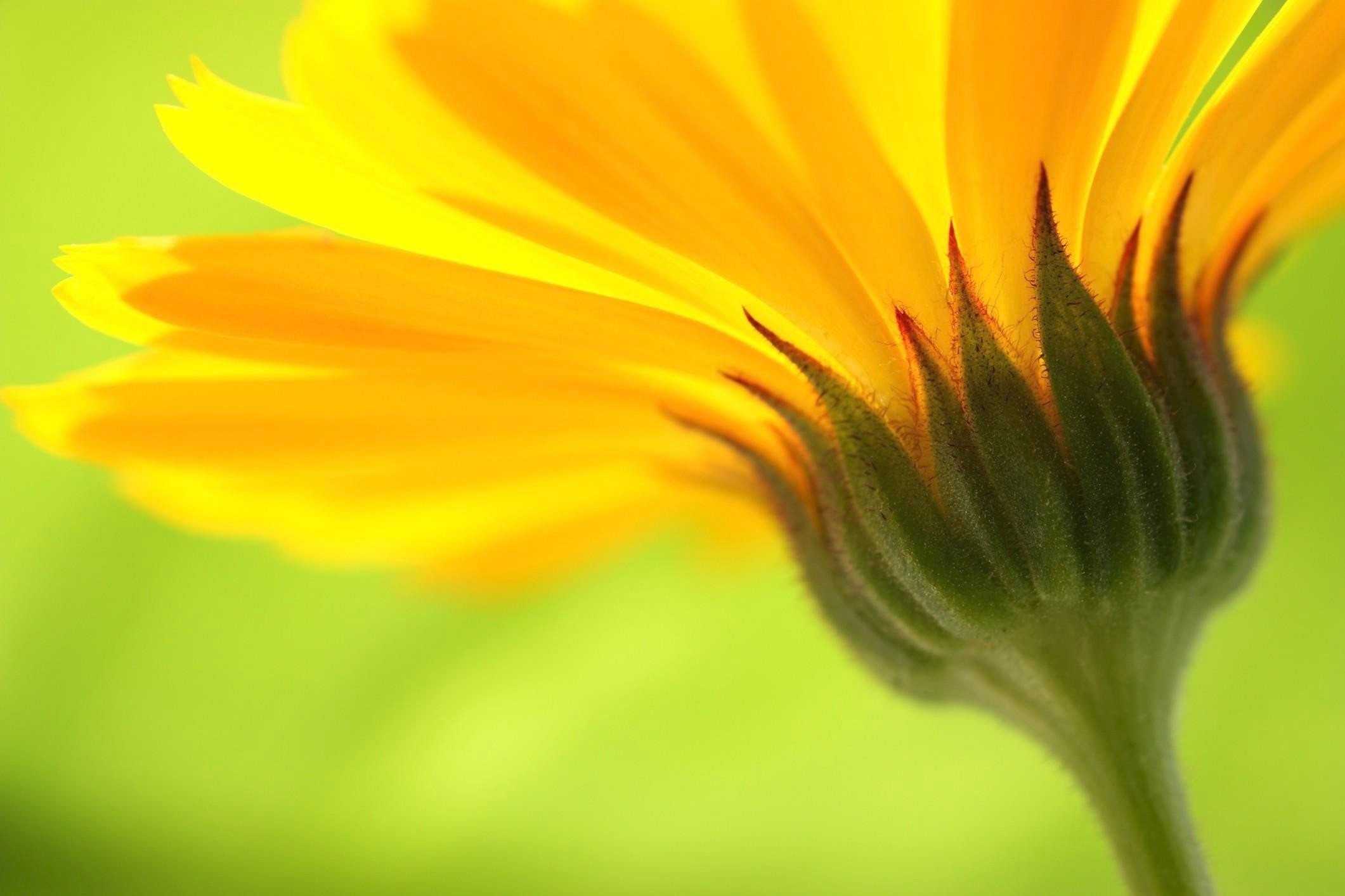Yellow flower