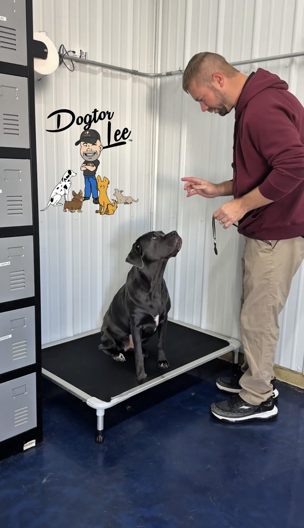 Cane corso place training