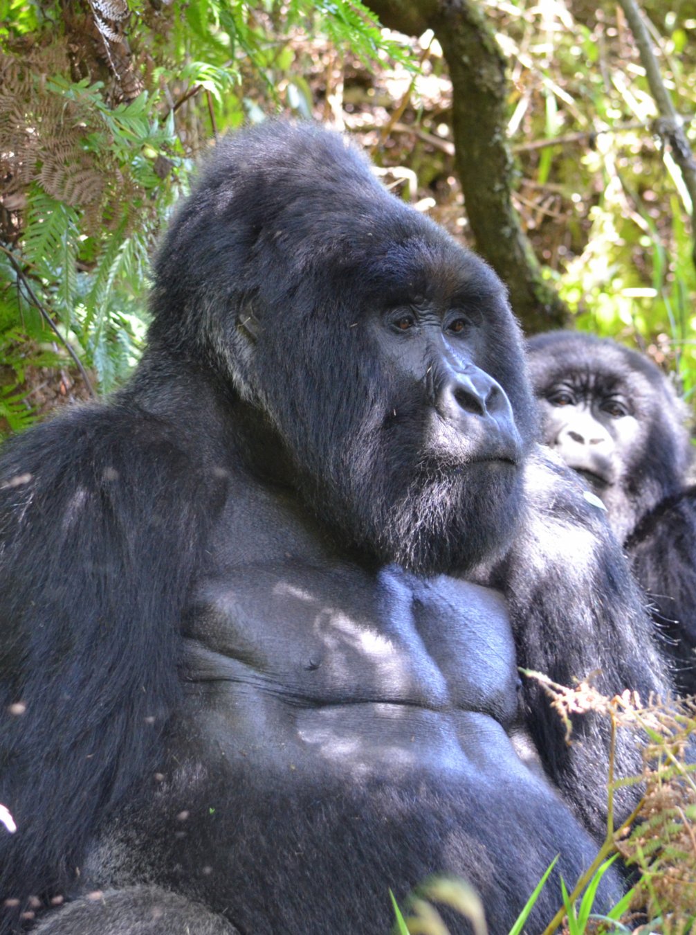 Silverback portrait from Nature's Leadership Code