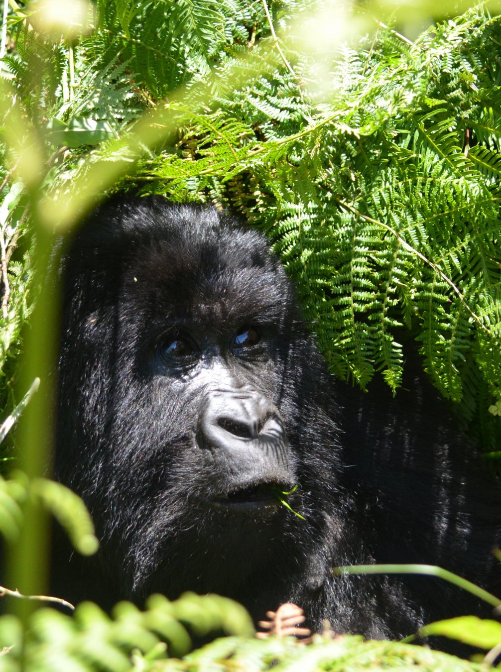 Gorilla photography from Lesson 1