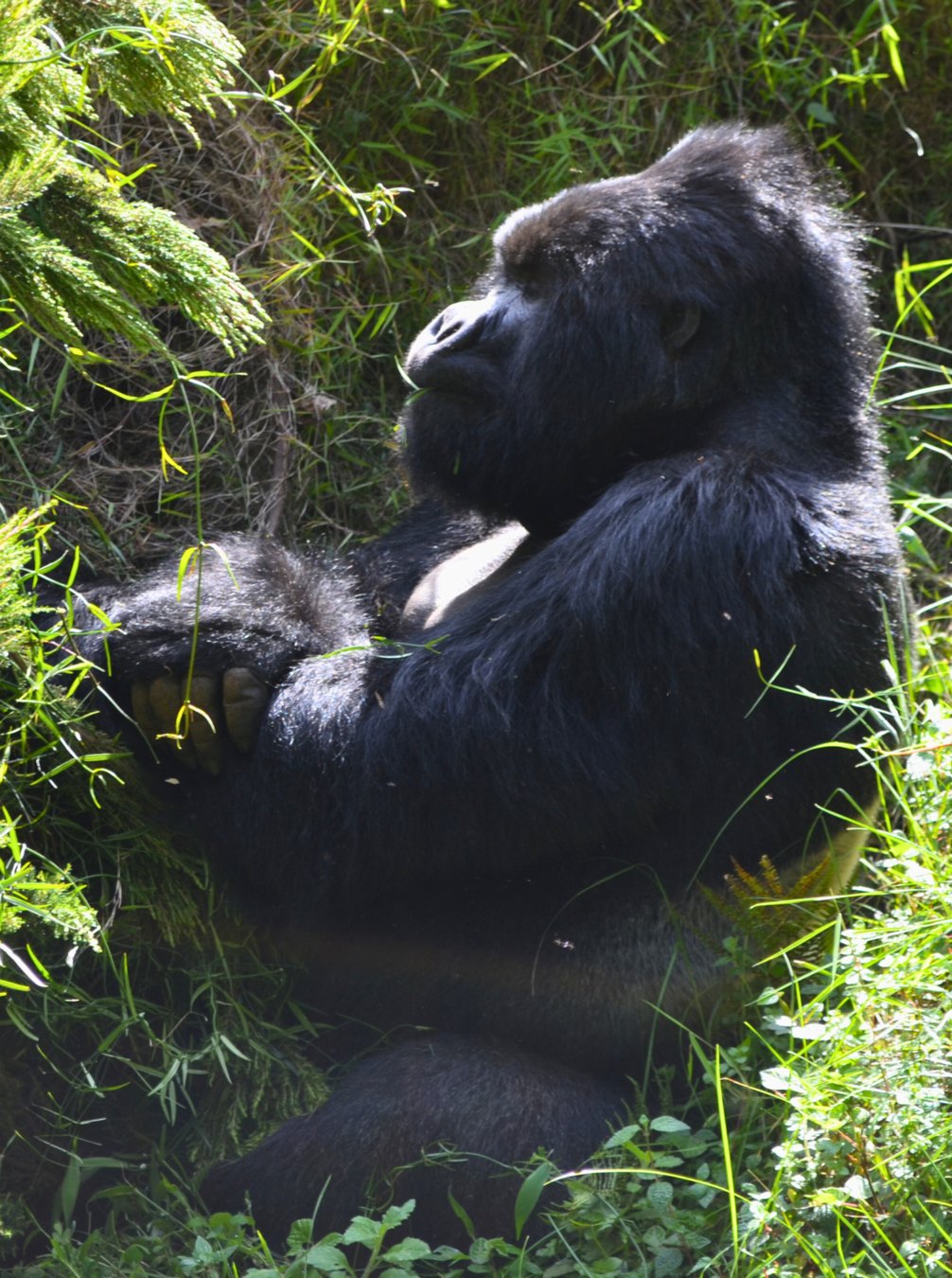 Silverback gorilla — Lesson 3