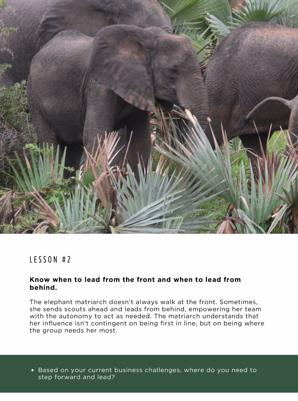 Elephants in the wild — Lesson 2